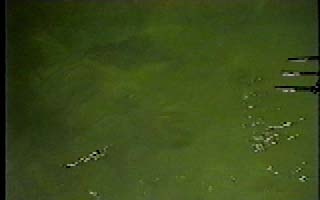 How to gig a Flounder